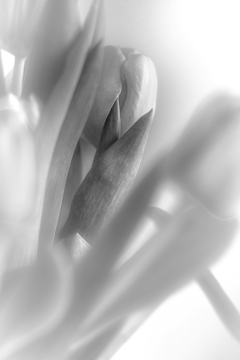 Pobierz plik do wydruku wielkoformatowego 40x60 cm - tulipany