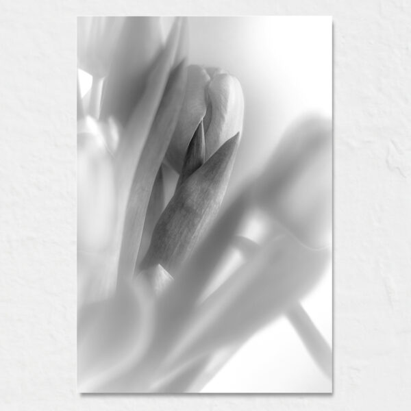 Pobierz plik do wydruku wielkoformatowego 40x60 cm - tulipany