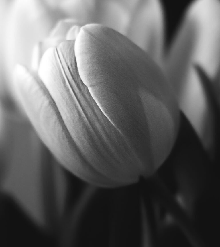 fragment pliku, fotografii monochromatycznej jasne tulipany na ciemnym tle