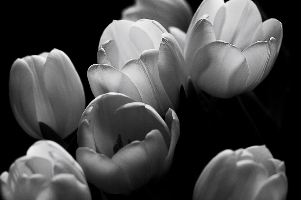 plik do pobrania z motywem tulipany monochromatyczne