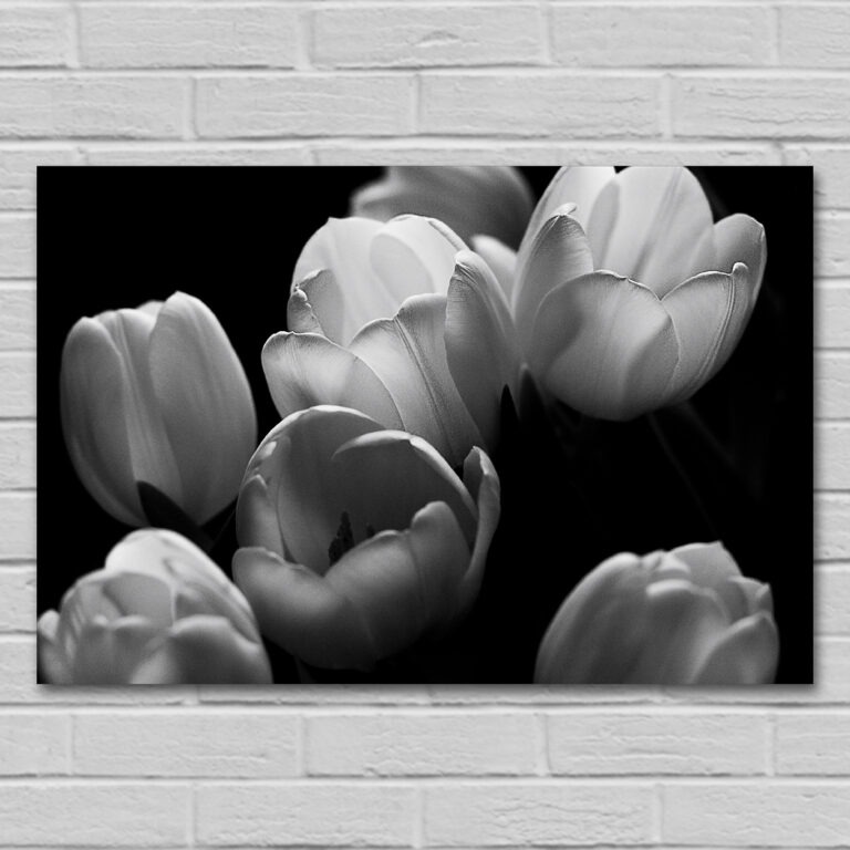 plik do pobrania z motywem tulipany monochromatyczne