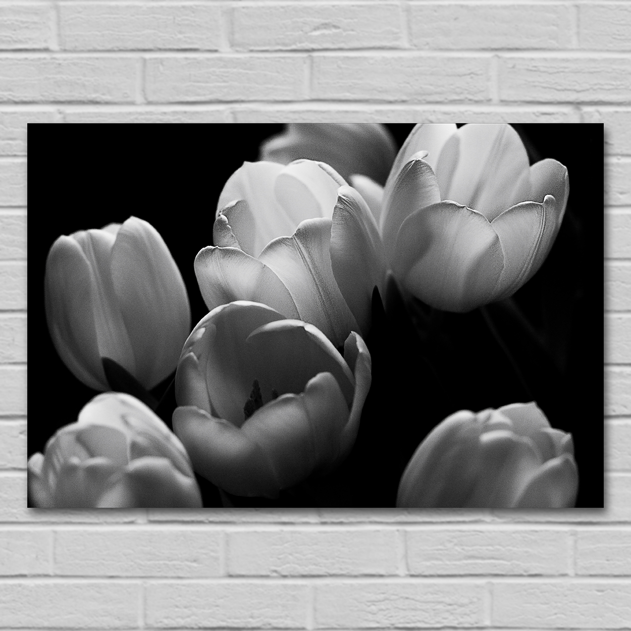 plik do pobrania z motywem tulipany monochromatyczne