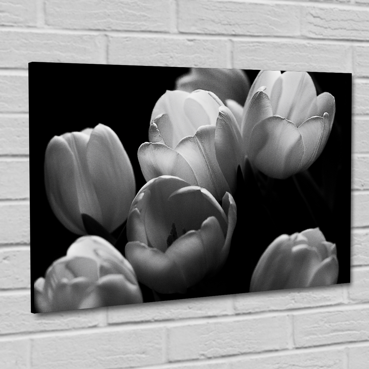 plik do pobrania z motywem tulipany monochromatyczne