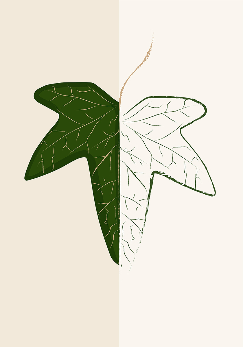 Plik grafika liść bluszczu