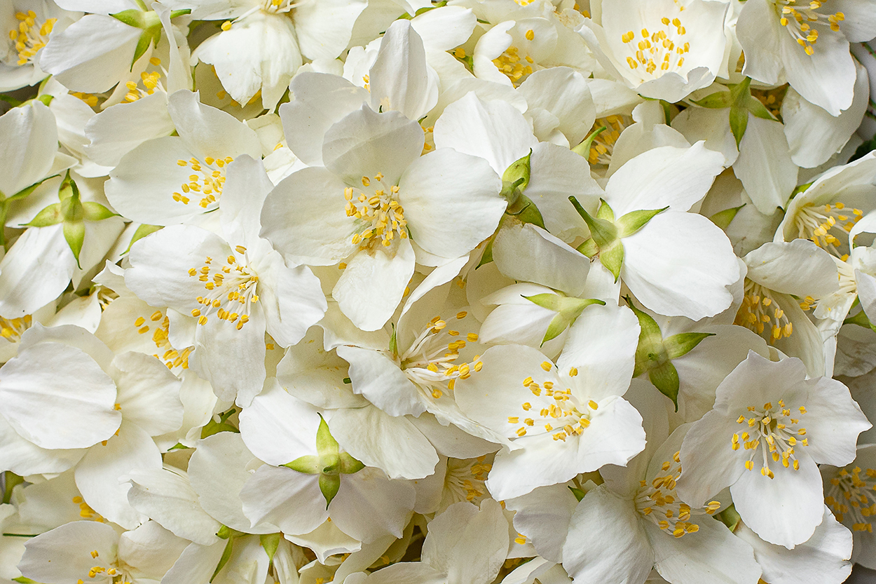 Plik do pobrania motyw jaśmin