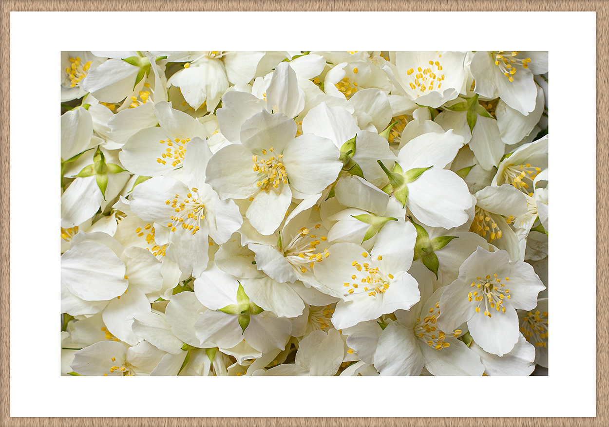 Plik do pobrania motyw jaśmin