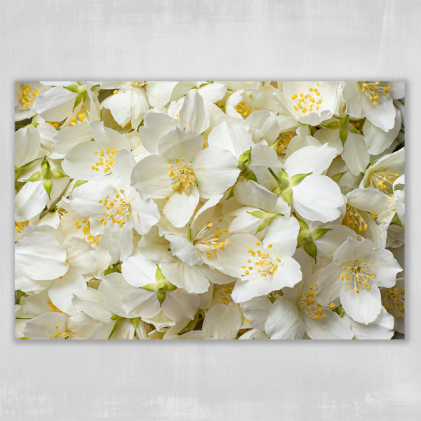 Plik do pobrania motyw jaśmin