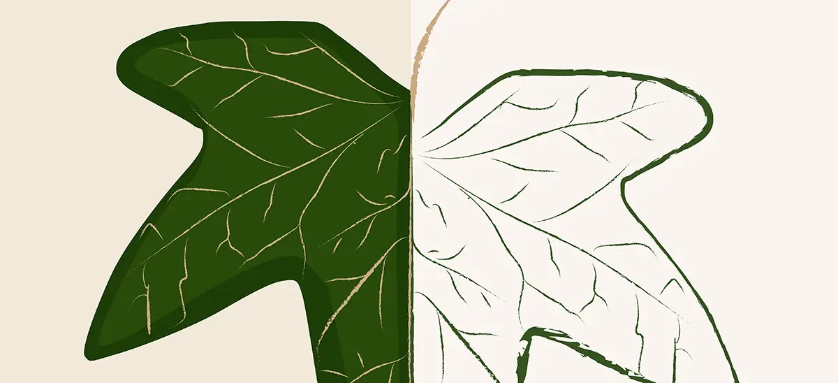 close up - grafika do druku bluszcz