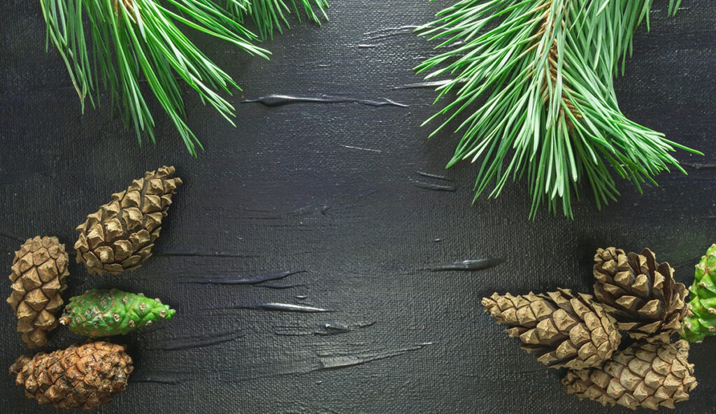 Darmowe świąteczne tło z sosną i szyszkami (JPG)