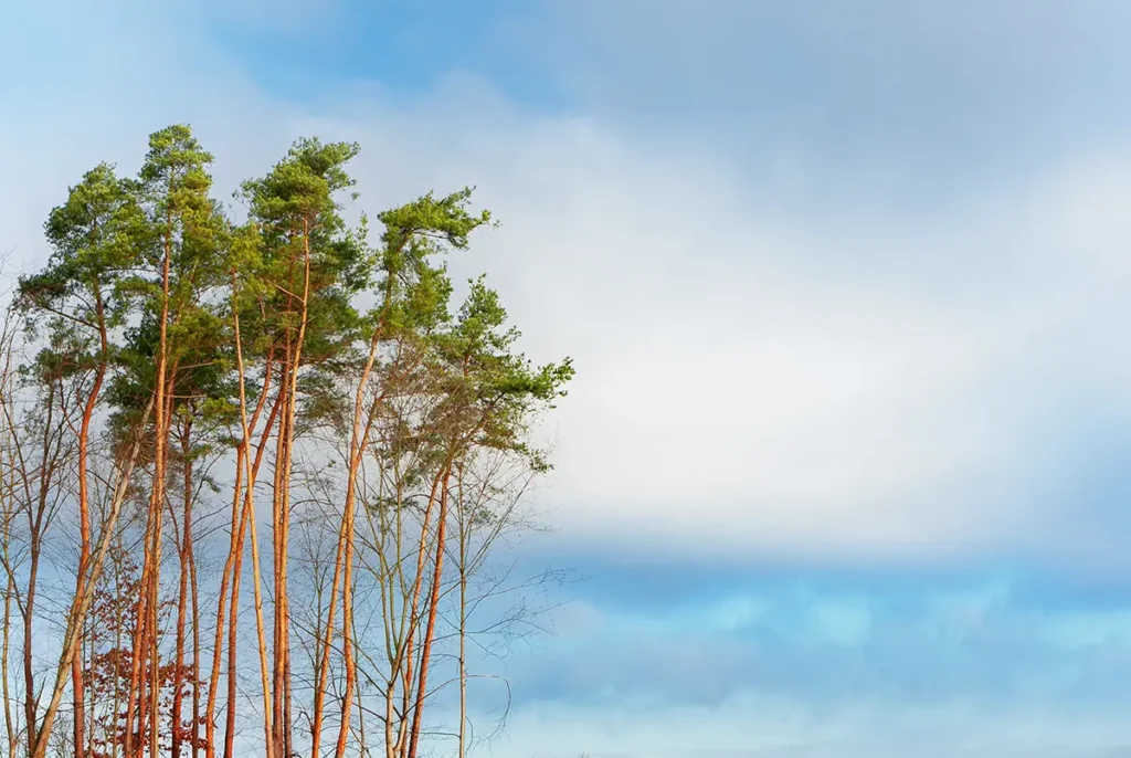 Wiosenne tło z błękitnym niebem i wysokimi sosnami