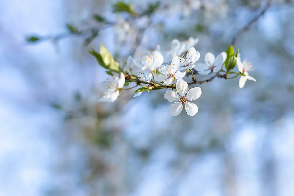 Wiosenne tło z białymi kwiatami na gałązce i rozmytym błękitnym tłem
