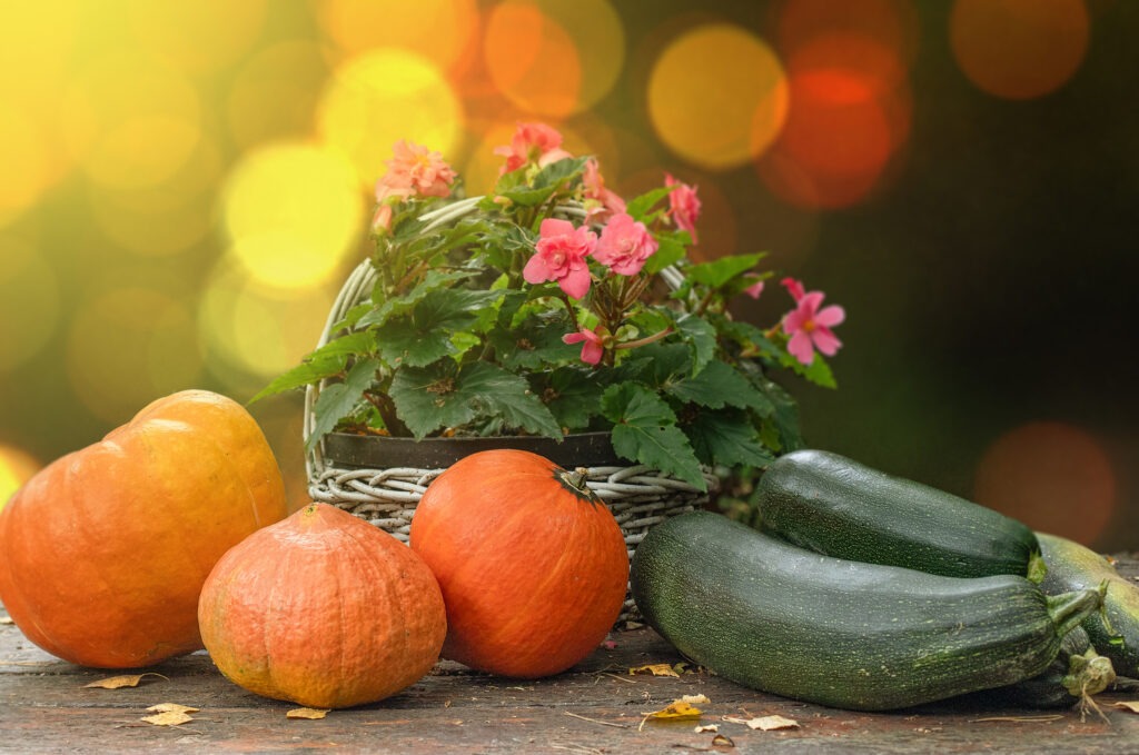 Pomarańczowe dynie i cukinie na drewnianym stole, w tle różowa begonia w wiklinowym koszu i złote światła bokeh